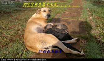 宠物狗哼唧叫怎么办啊