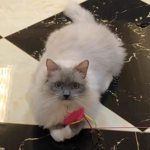 宠物猫吃自家小鸟怎么办