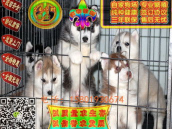 卖宠物狗的罐头怎么做的