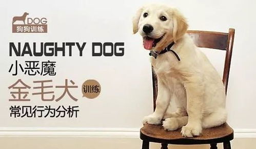 卖宠物狗收入怎么样赚钱