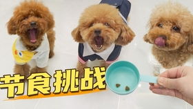 小泰迪宠物狗怎么喂狗粮