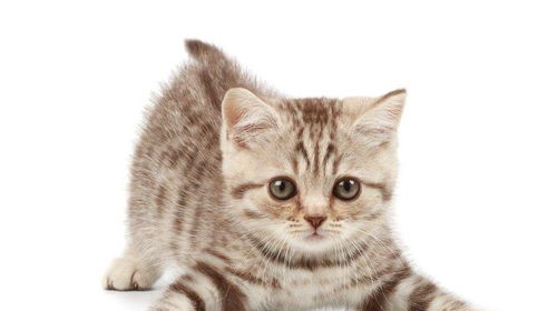 家养宠物猫怎么样