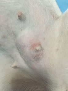 宠物狗乳腺炎怎么办