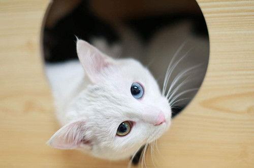 宠物猫要怎么选好