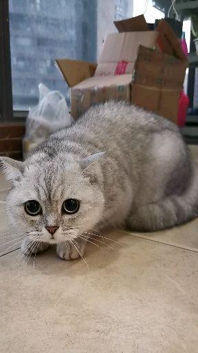宠物狗吓尿了怎么办啊