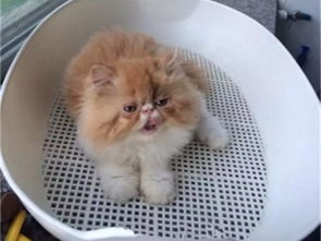 宠物猫该怎么选品种