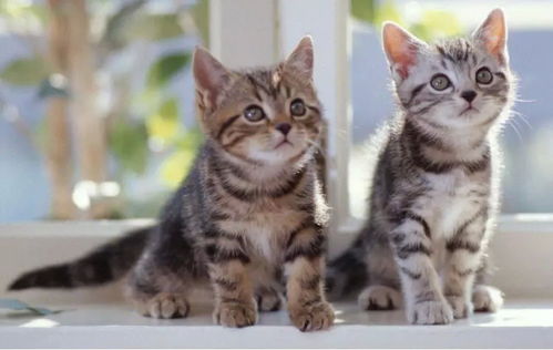 宠物猫在家里叫怎么办呢