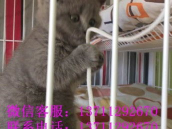 宠物猫驱虫针怎么打的