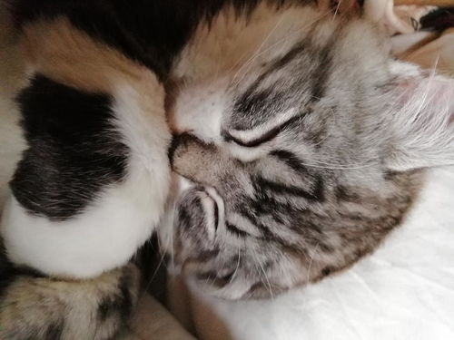 怎么买过年宠物猫