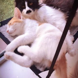 怎么同城寄养宠物猫