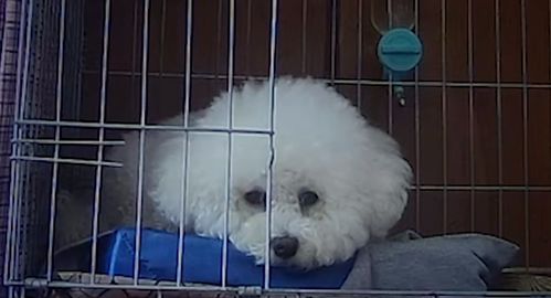 隔离时家的宠物狗怎么办