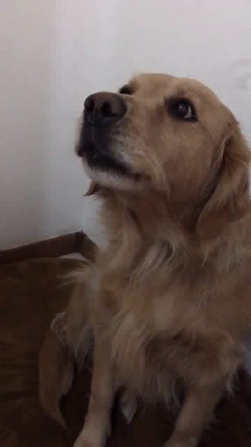 宠物狗发声音怎么回事啊