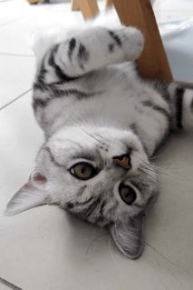 宠物猫驱虫怎么驱