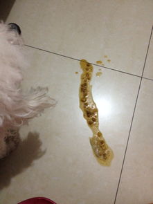 宠物狗吞鸭骨头怎么办啊