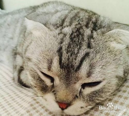 手机怎么拍宠物猫