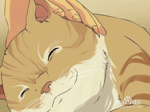 宠物猫耳朵怎么擦洗