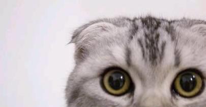 宠物猫味道怎么去除啊