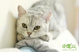 宠物猫怎么养不会死