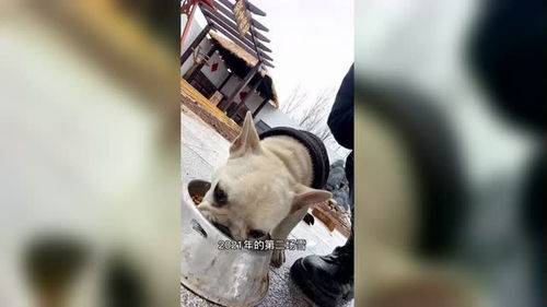 怎么样给宠物狗做个窝
