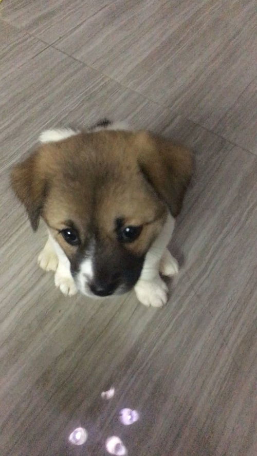 土狗当宠物狗养怎么办