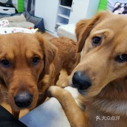 宠物狗娃哈哈怎么喂的好