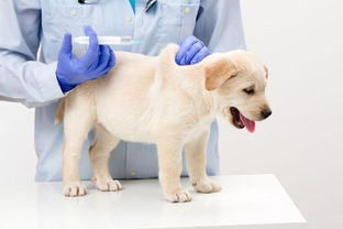 幼犬打针要多少钱