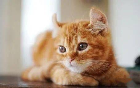 怎么快速收回宠物猫