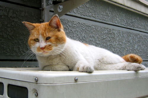 宠物猫牵绳怎么系绳