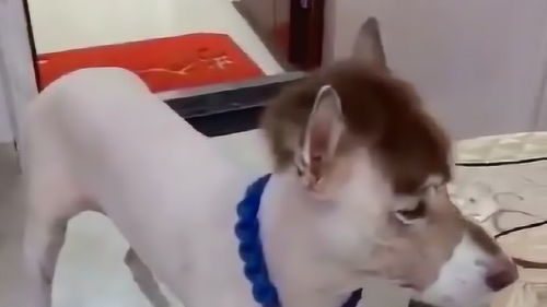 宠物狗剃毛结果怎么样