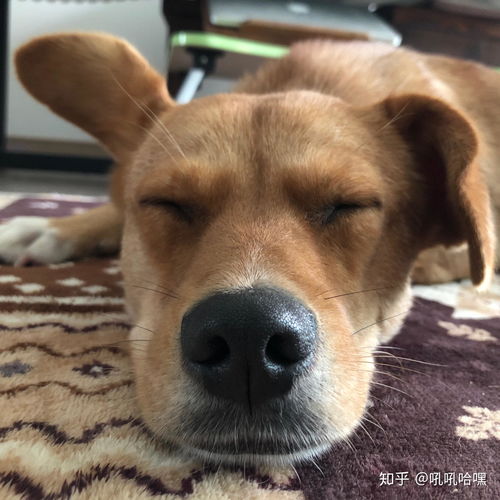 宠物狗嘴起泡是怎么回事