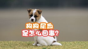 宠物狗尿血是怎么会事儿
