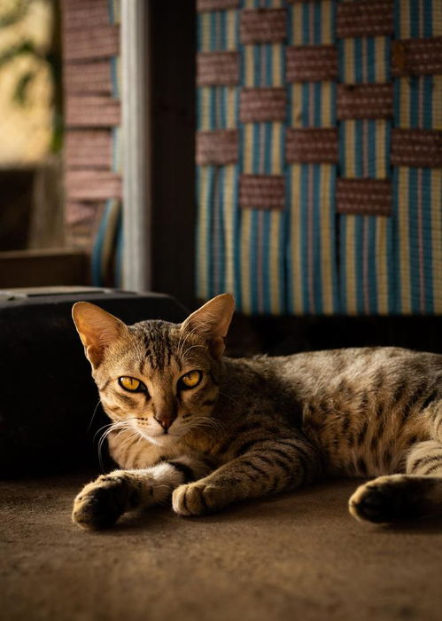 宠物猫怎么拍好看