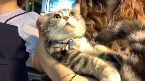 出去玩宠物猫怎么办