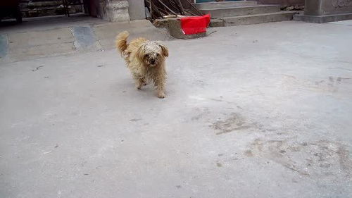 宠物狗在农村养着怎么办