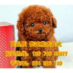 宠物狗笼对联怎么写的好