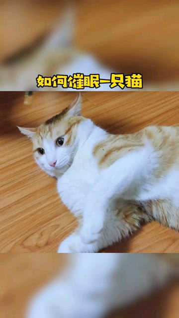 怎么催眠一只宠物狗呢