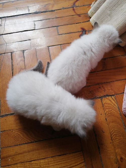 宠物猫布偶怎么养的