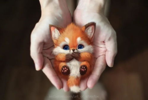 小狐狸宠物猫怎么养