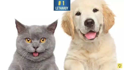 宠物猫狗怎么饲养