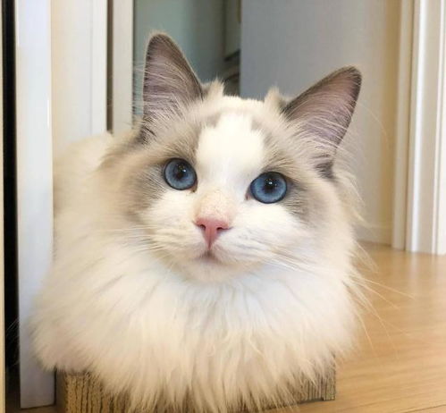 宠物猫太无聊了该怎么办