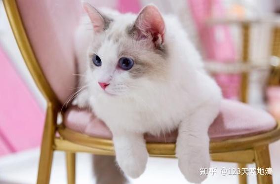 布偶猫纯种多少钱