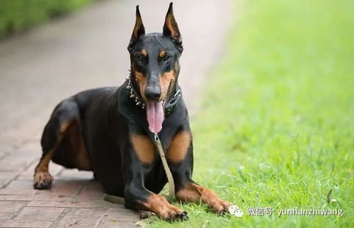 狗狗断尾要多少钱