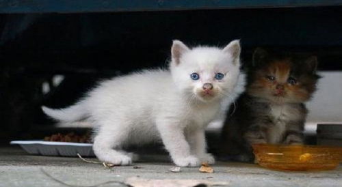 宠物猫怎么遗弃