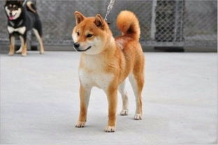 日本的柴犬多少钱一只