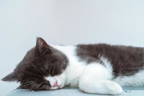 宠物猫晚上怎么睡