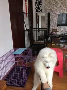宠物狗越狱了怎么办啊