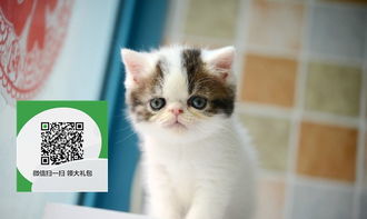 亚马逊怎么买宠物猫便宜