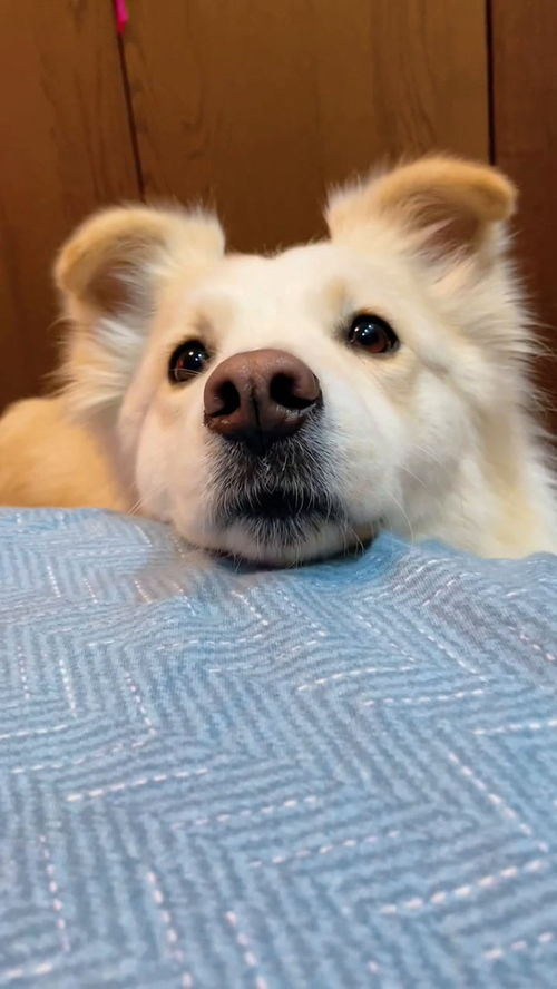 宠物狗一直粘人怎么办
