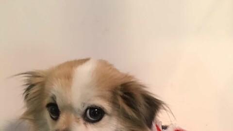 玩具狗多少钱一只