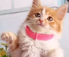 宠物猫驱虫怎么打的